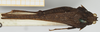 CollectionObject 1518014; 2c6b1f49-fd53-4ace-9b3a-bf172923fc79, NHMUK010924496: female, dorsal view (holotype). (CollectionObject).