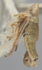 Habitus, lateral view on Athysanella (Gladionura) sobrina Blocker, 1985: Lateral. (Observation).