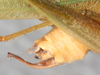 CollectionObject 1566609; NMW 22958, 4d237151-0e7a-4984-88c2-f63cfe15e057: male abdomen tip, dorso-lateral view. (CollectionObject).