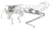 Shelfordites aberrans Karny, 1910: Fig. 64.1. male. (Otu).