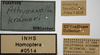 Other on Athysanella (Athysanella) krameri Blocker, 1988: Labels. (Observation).