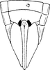 Ovipositor on Altaiotettix forficula Vilbaste, 1965: Ovipositor. (Observation).