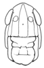 Aleuas uruguayensis Carbonell, 2008: Fig. 20B. female head, frontal view. (Otu).