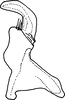 Stylus on Buloria zeylanica Viraktamath & Webb, 2019: Stylus. (Observation).