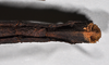 CollectionObject 1559518; NHMUK(SF IMPORT DUPLICATE) BMNH(E)845356, 0dc0db9c-24e0-46c7-9c2e-e9e72463fec1: copyright Natural History Museum, London. female: end of abdomen, ventral view (holotype). (CollectionObject).
