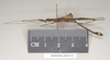 Eurybistus fallax Bragg, 2001: copyright Natural History Museum, London. male, lateral view (paratype). (Otu).