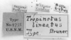 CollectionObject 1533385; USNM 9733, 1577eea6-755d-434d-ae4d-d77da9346456: Image Carbonell, C.S. labels (holotype). (CollectionObject).