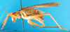 CollectionObject 1502563; e3efe046-4351-42bf-ba66-f220fad41787: male, lateral view. (CollectionObject).