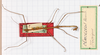 CollectionObject 1561483; 7927adf5-421a-4367-a893-b84f00a7e00d: copyright MHNG Geneva. male, dorsal view (holotype). (CollectionObject).