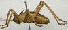 CollectionObject 1535887; de1a9c61-0c56-41e0-a893-afa9fcdd1377: male, lateral view (syntype). (CollectionObject).