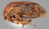 Habitus, lateral view on Gargara (Gargara) projecta Funkhouser, 1918: (Observation).