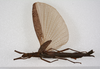 CollectionObject 1562392; abaa87b7-baa2-468f-b2ff-49941447bd88: copyright ZMUH, Hamburg. female, dorsal view (holotype). (CollectionObject).
