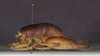 CollectionObject 1583546; 0a4ed08a-318f-4dbf-a2fd-e9d9d553ccb7: female, lateral view (paratype). (CollectionObject).