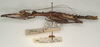 CollectionObject 1557789; 3dbae34f-799a-4b2d-93e0-5e62a0c77327: copyright St. Petersburg. female, lateral view (syntype). (CollectionObject).