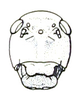 Prostalia granulata (Stål, 1873): Fig. 26.3. male face. (Otu).