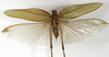 CollectionObject 1529776; 6cb2042f-4168-4eb6-8fb9-d4632b3a9beb: female, dorsal view (holotype). (CollectionObject).