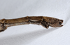 CollectionObject 1559120; 7dd5c026-dbae-43a0-af09-6a96b759d387: copyright ANSP. female: end of abdomen, ventral view (holotype). (CollectionObject).