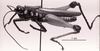 CollectionObject 1566401; 39e9e16d-03da-41bd-8099-365911198648: Image C.S Carbonell. male, lateral view. (CollectionObject).