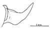 Anaulacomera (Bovicercora) crassicerca Márquez Mayaudón, 1965: Fig. 2 (after holotype). male feft cercus, lateral view. (Otu).