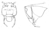 Lirometopum coronatum Scudder, 1875: Pl. III, Fig. 6 a, b. head, frontal and lateral view. (Otu).