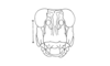 Atacamacris diminuta Carbonell & Mesa, 1972: Fig. 3. male, head, frontal view. (Otu).