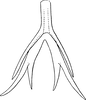 Aedeagus, ventral view on Edwardsiana plebeja (Edwards, 1914): Aedeagus, ventral view (var. diversa). (Observation).