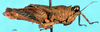 CollectionObject 1574683; 2477b91d-f54b-453c-936f-eab58bb228c1: female, lateral view (syntype). (CollectionObject).