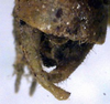 CollectionObject 1532272; NMW 1008, fa22d077-e641-46a0-873a-55f5427a9bcd: male cerci (holotype). (CollectionObject).