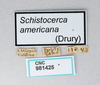 CollectionObject 2856583; 3d5dd3f6-48a7-44e0-b7fa-ec9ba79a2d2a, CNCI 981425: Schistocerca americana. (CollectionObject).