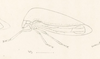 Habitus, lateral view: !! display not done !! on Atymna nigricephala (Emmons, 1855): (Observation).