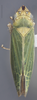 Habitus, dorsal view: !! display not done !! on Draeculacephala clypeata Osborn, 1926: Dorsal. (Observation).