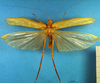CollectionObject 1500504; 7475cafe-0429-4d15-a1b9-87fbabf6e217: male, dorsal view (syntype). (CollectionObject).