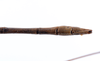 CollectionObject 1559066; 4416745c-266d-40cf-a6f4-f0b409ae828e: copyright ZMUH, Hamburg. male: end of abdomen, dorsal view of Lonchodes longiceps (holotype). (CollectionObject).