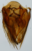 Subgenital plate: !! display not done !! on Scaphytopius meridianus Hepner, 1946: U. S. National Museum (photo: J. N. Zahniser). (Observation).