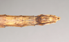 CollectionObject 1561799; 0020be0e-957d-4152-8b3b-2acb91febdf1: copyright Natural History Museum, London. female: end of abdomen, dorsal view (neotype). (CollectionObject).