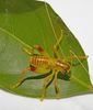 CollectionObject 1591836; bbe9770f-f5d7-4665-abef-072b32575207: male nymph. (CollectionObject).