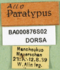 CollectionObject 1502766; 88ef67ed-7125-41d3-8c7e-bbf9f6d11b21: labels (allotype of Zubovskya mandshurica). (CollectionObject).