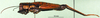 Mecostiboides physalus (Karsch, 1896): male, lateral view (syntype). (Otu).