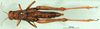 CollectionObject 1501276; 30fcbc04-5142-4aa3-9daa-5d5668d4dc32: female, dorsal view (holotype). (CollectionObject).