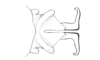 Ronderosia forcipata (Rehn, 1918): Fig. 7B. distal portion of phallic complex, dorsal view. (Otu).