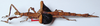 CollectionObject 1562625; 48bbc3a6-b617-4091-a6d4-0037f0706ec3: copyright ZSMC, Munich. female, lateral view (holotype). (CollectionObject).