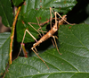 Micrarchus hystriculeus (Westwood, 1859): copyright Paul D. Brock. mating pair, Picton, 27 February 2015. (Otu).