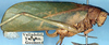 CollectionObject 1517341; 4fdbf3c1-8746-4604-98c3-adbdecb363d1: male, lateral view (holotype). (CollectionObject).