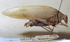 CollectionObject 1503429; MBBJ 3226128, 21294209-05c4-4bc8-bc68-abb00cadaa43: male, lateral view. (CollectionObject).