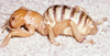 CollectionObject 2775069; 6e09d2d7-d7cf-47c2-a5df-df1fcef154ab, CAS Entomology type 20074: (CollectionObject).