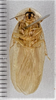 CollectionObject 1618716; 1bbab282-cf0f-4cbf-8763-95d190c93762: (CollectionObject).
