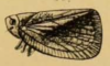 Habitus, lateral view: (Observation).