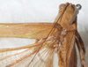 female, dorsal view. Depicts CollectionObject 1564320; NMW 17.144, ff4fa01b-b2ae-45ff-afc5-5d32e851a9b7, a CollectionObject.