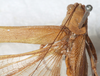 CollectionObject 1564320; NMW 17.144, ff4fa01b-b2ae-45ff-afc5-5d32e851a9b7: female, dorsal view. (CollectionObject).