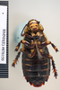 CollectionObject 1552814; NHMUK(SF IMPORT DUPLICATE) BMNH(E) 876150, 6c7dac76-0bae-476b-985e-10a781f47024: Copyright NHM, London. Holotype female, ventral view. (CollectionObject).